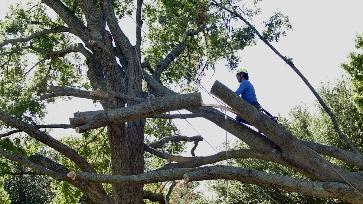 Professional Crown Thinning performed by certified arborists in Pride