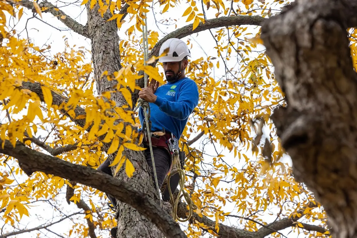Skilled Dead Tree Removal crew working in Pride
